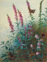 Purple Loosestrife and Watermint, c.1910-20